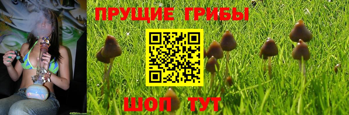Псилоцибиновые грибы Psilocybine cubensis Ярцево